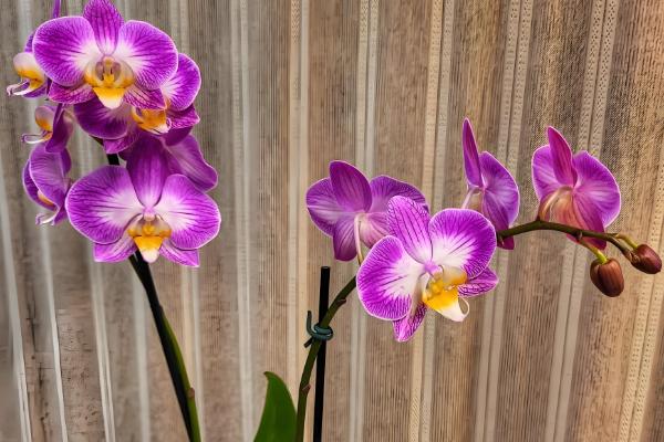 为什么蝴蝶兰掉花骨朵，可能是施肥不当所致