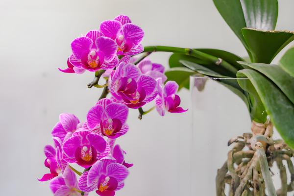 为什么蝴蝶兰掉花骨朵，可能是施肥不当所致