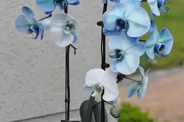 为什么蝴蝶兰掉花骨朵，可能是施肥不当所致