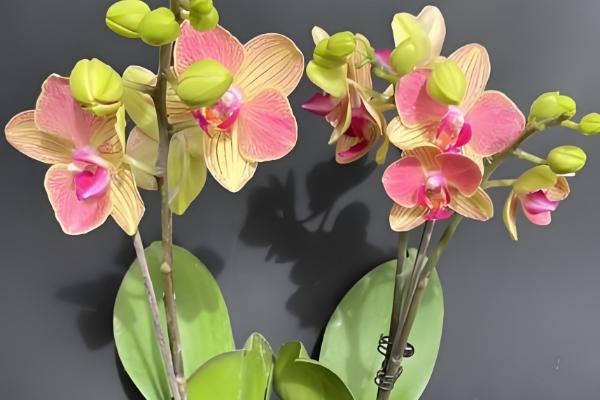 为什么蝴蝶兰掉花骨朵，可能是施肥不当所致