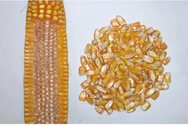 玉米种子的结构，分为种皮、胚、胚乳