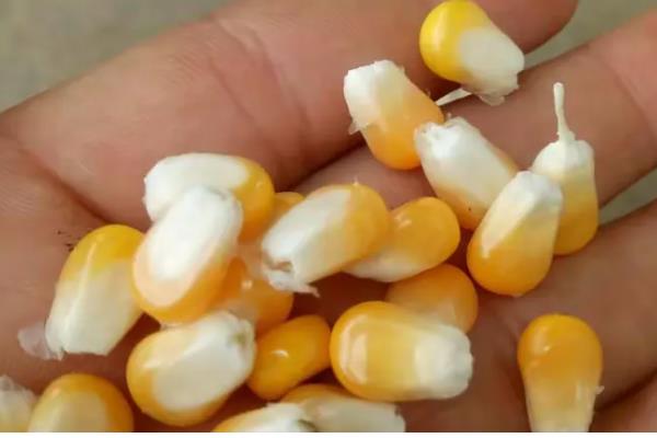 玉米种子的结构，分为种皮、胚、胚乳