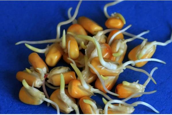 玉米种子的结构，分为种皮、胚、胚乳