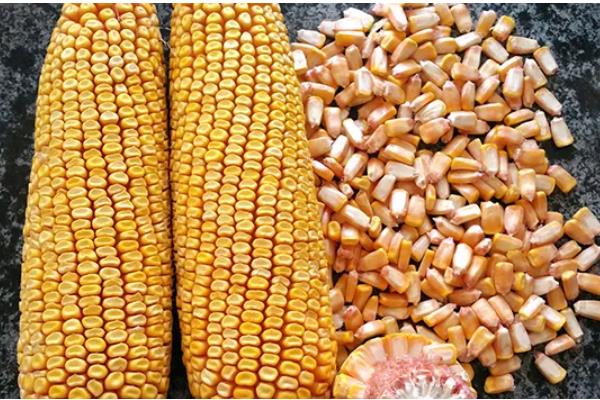 玉米种子的结构，分为种皮、胚、胚乳