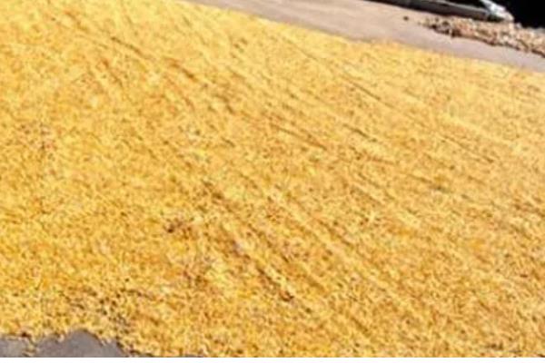 玉米种子的结构，分为种皮、胚、胚乳