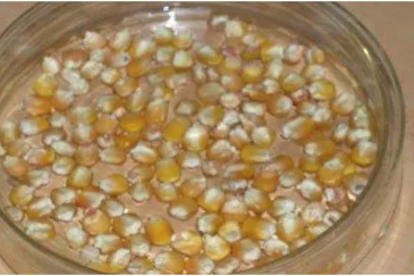 玉米种子的结构，分为种皮、胚、胚乳