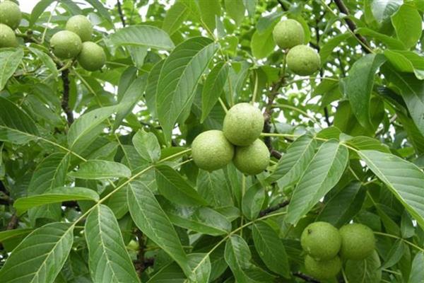 宫灯核桃的简介，属于帽子类核桃