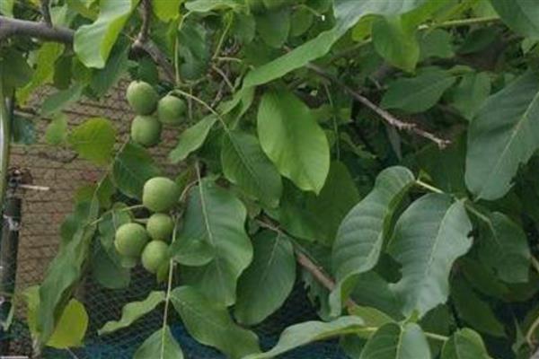 宫灯核桃的简介，属于帽子类核桃