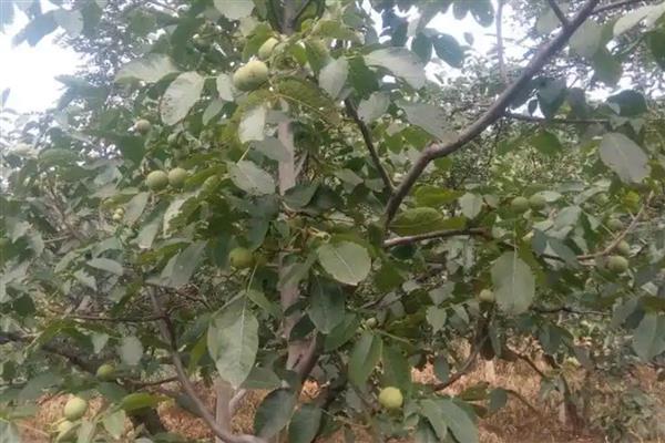 宫灯核桃的简介，属于帽子类核桃