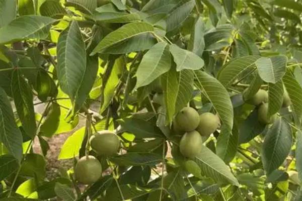 宫灯核桃的简介，属于帽子类核桃