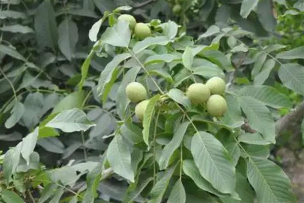 宫灯核桃的简介，属于帽子类核桃