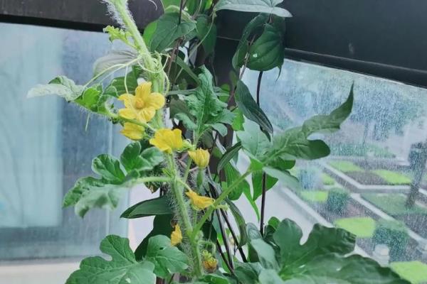 西瓜开花期要施什么肥，为植株补充适量的磷钾肥