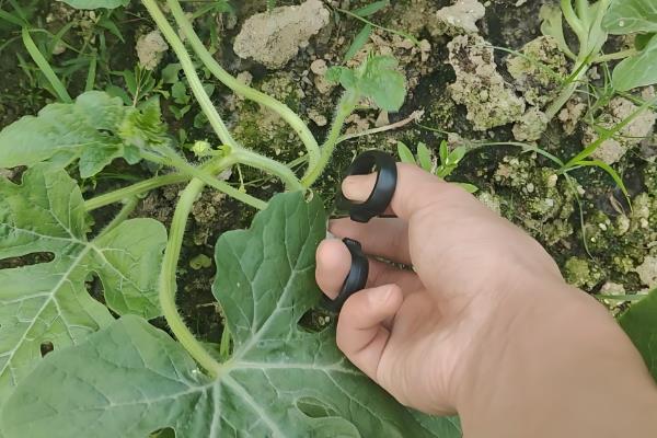 西瓜开花期要施什么肥，为植株补充适量的磷钾肥