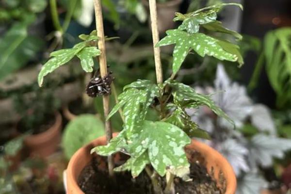 银星秋海棠怎么扦插，把枝条底部剪成倒三角状可促进生长