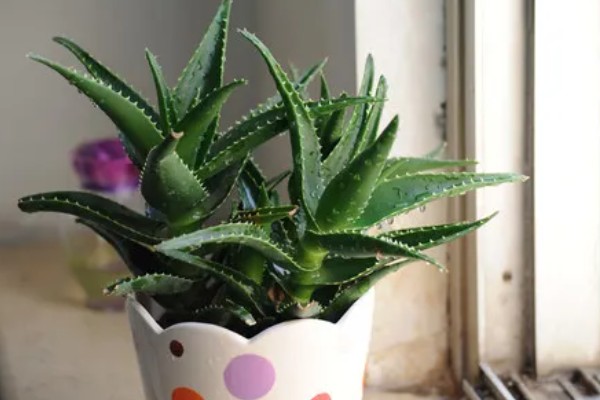 芦荟有哪些作用,可美容艳阳且防御病毒