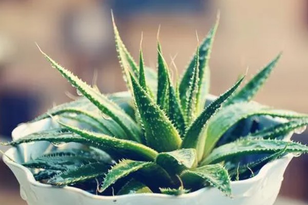 芦荟有哪些作用,可美容艳阳且防御病毒