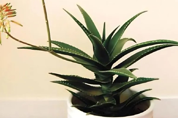 芦荟有哪些作用,可美容艳阳且防御病毒