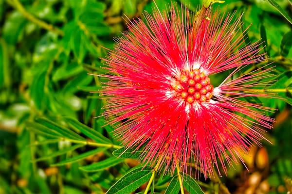 朱缨花与合欢花有什么区别,前者属于朱缨花属、后者属于合欢属