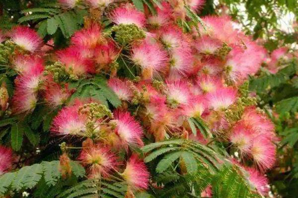 朱缨花与合欢花有什么区别,前者属于朱缨花属、后者属于合欢属