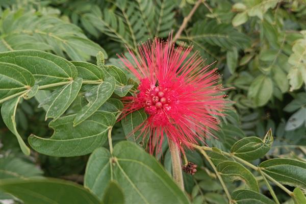 朱缨花与合欢花有什么区别,前者属于朱缨花属、后者属于合欢属