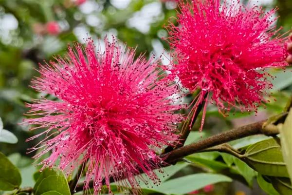 朱缨花与合欢花有什么区别,前者属于朱缨花属、后者属于合欢属