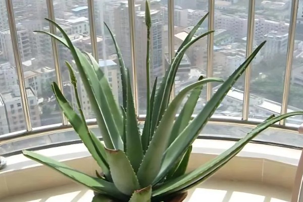 芦荟有哪些作用,可美容艳阳且防御病毒