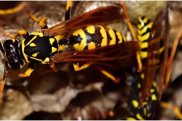 被马蜂蛰了怎么处理，应当快速远离蜂巢并清洗伤处