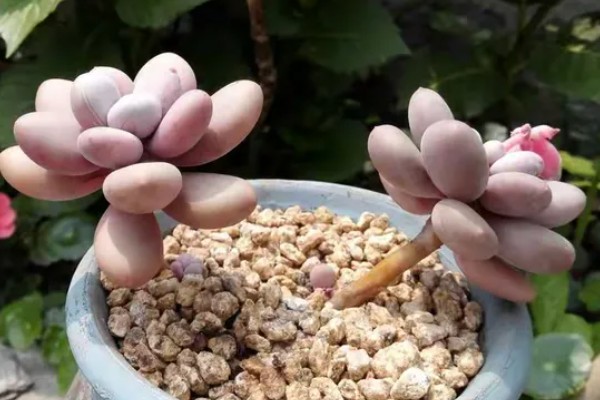 桃美人有没有毒，属于无毒植物可放心养殖