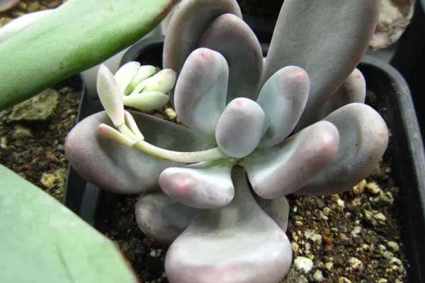 桃美人有没有毒，属于无毒植物可放心养殖