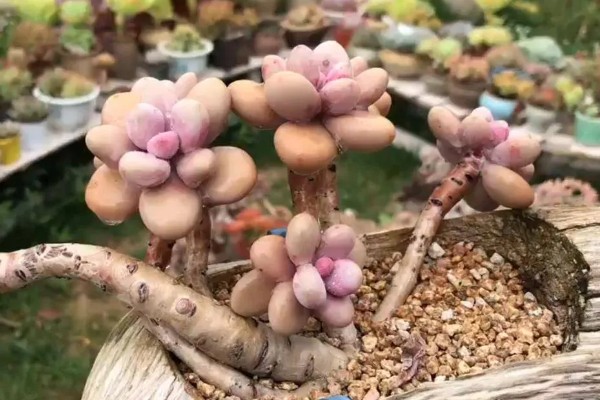 桃美人有没有毒，属于无毒植物可放心养殖