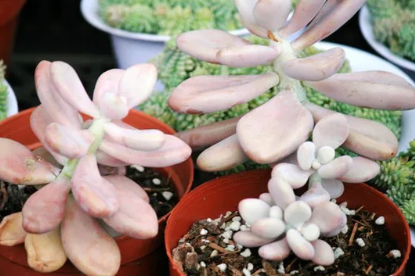 桃美人有没有毒，属于无毒植物可放心养殖