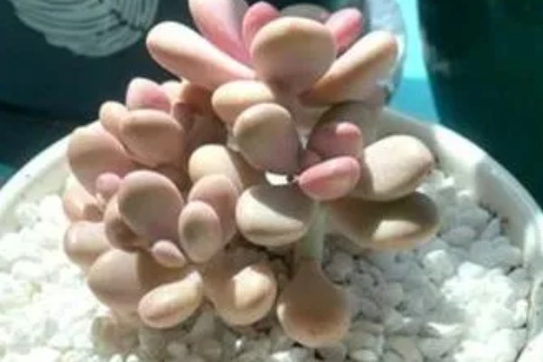 桃美人有没有毒，属于无毒植物可放心养殖