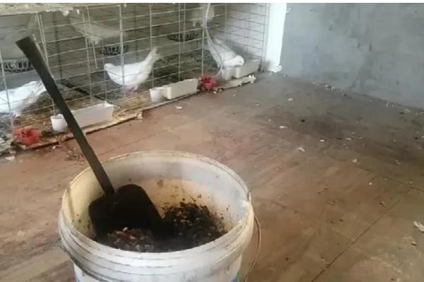 鸽子粪发酵成有机肥的方法,与秸秆混匀再装入发酵池中并覆盖草帘