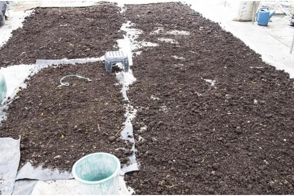 鸽子粪发酵成有机肥的方法,与秸秆混匀再装入发酵池中并覆盖草帘