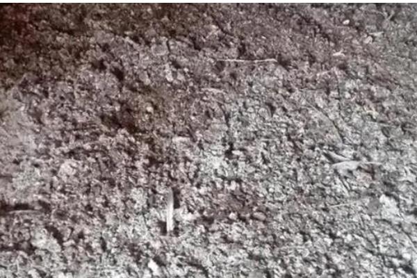 鸽子粪发酵成有机肥的方法,与秸秆混匀再装入发酵池中并覆盖草帘