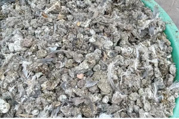 鸽子粪发酵成有机肥的方法,与秸秆混匀再装入发酵池中并覆盖草帘