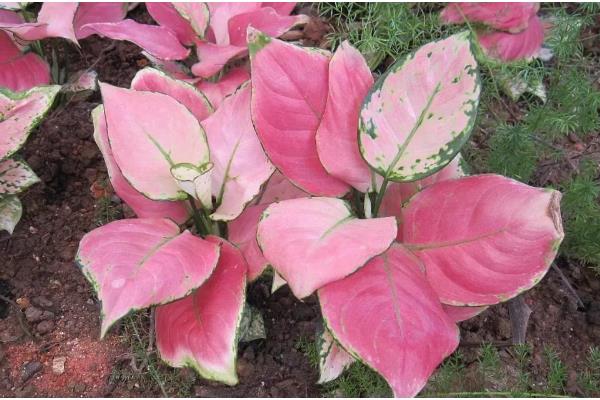 粉色花叶万年青有没有毒,属于天南星科植物全株有毒