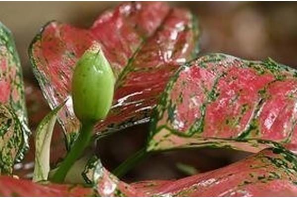 粉色花叶万年青有没有毒,属于天南星科植物全株有毒