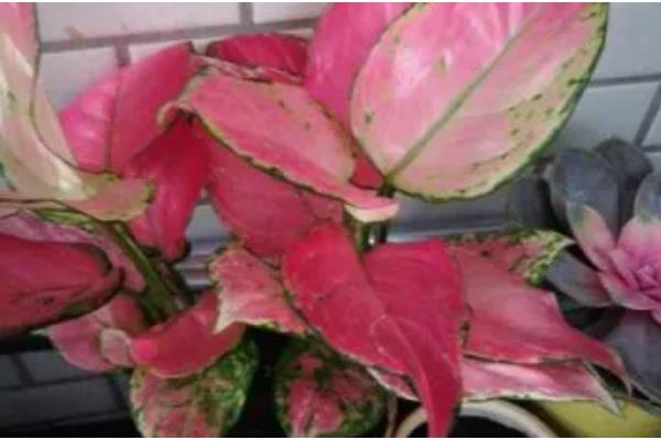 粉色花叶万年青有没有毒,属于天南星科植物全株有毒