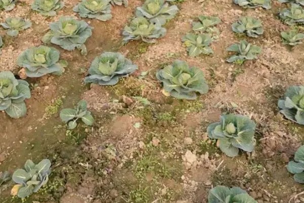 越冬茬蔬菜为什么生长缓慢,主要是根系老化长势弱所致