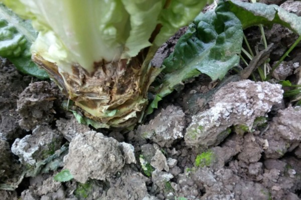 越冬茬蔬菜为什么生长缓慢,主要是根系老化长势弱所致