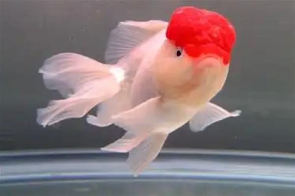 鹤顶红金鱼的简介,头部长有高耸的红色肉瘤