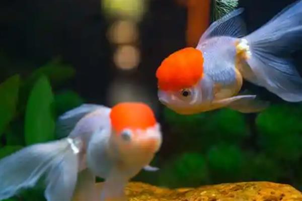 鹤顶红金鱼的简介,头部长有高耸的红色肉瘤