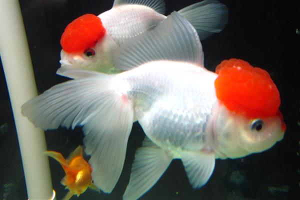 鹤顶红金鱼的简介,头部长有高耸的红色肉瘤