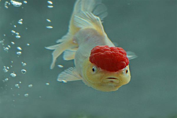 鹤顶红金鱼的简介,头部长有高耸的红色肉瘤