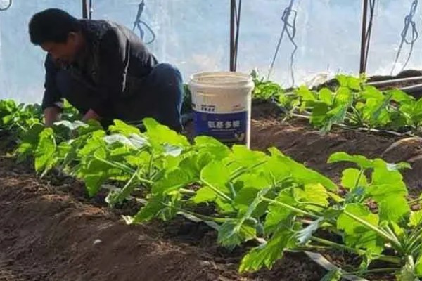 越冬茬蔬菜为什么生长缓慢,主要是根系老化长势弱所致