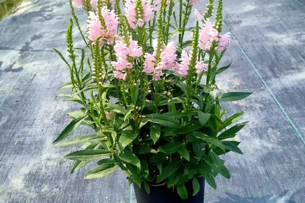 假龙头花冬天养护方法，应将室温控制在5℃以上