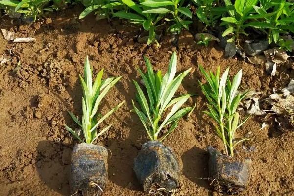 假龙头花冬天养护方法，应将室温控制在5℃以上