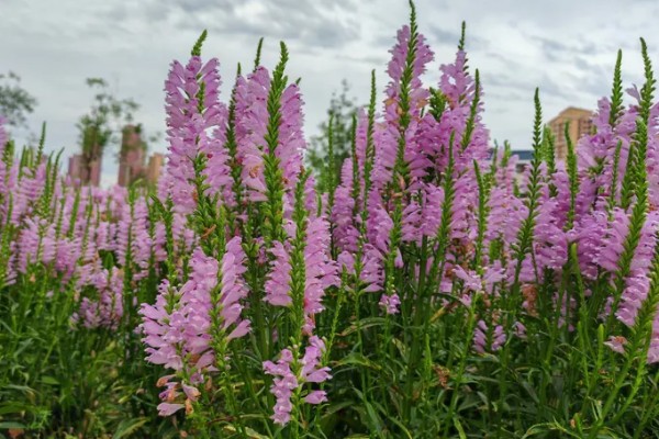 假龙头花冬天养护方法，应将室温控制在5℃以上