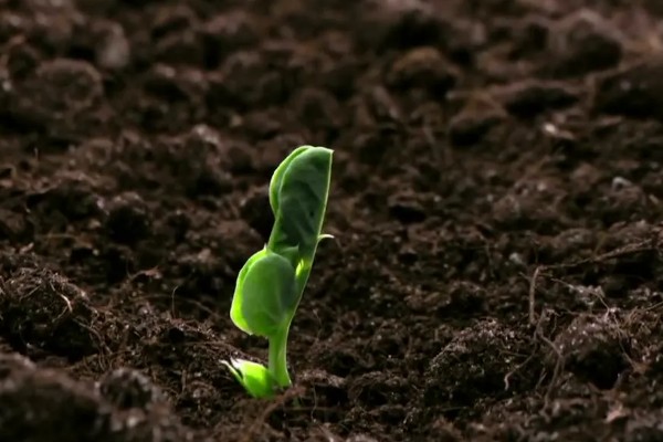 假龙头花冬天养护方法，应将室温控制在5℃以上